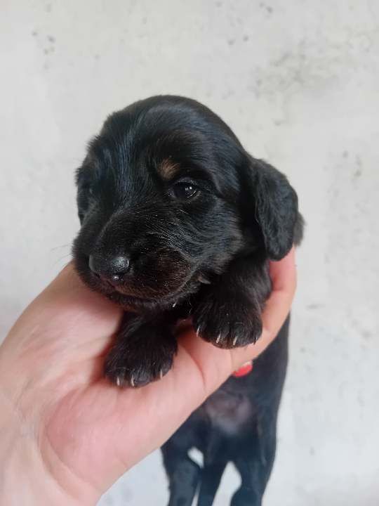 Good Spotted Paradise - Chiot disponible  - Teckel poil long
