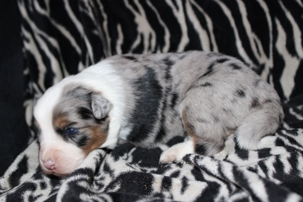 Good Spotted Paradise - Chiot disponible  - Berger Australien