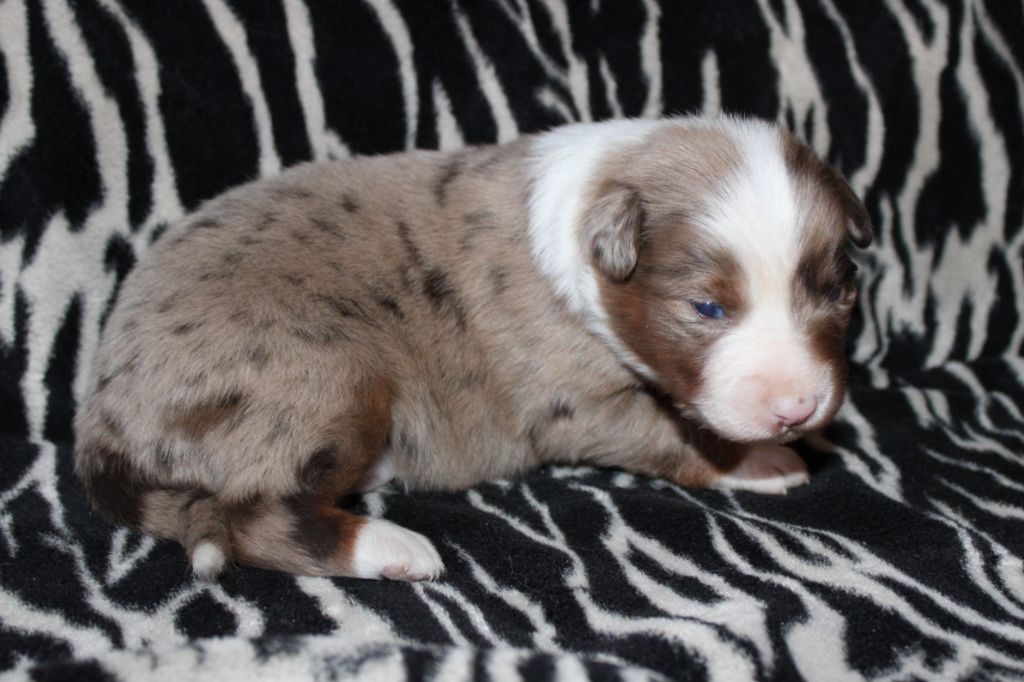 Good Spotted Paradise - Chiot disponible  - Berger Australien