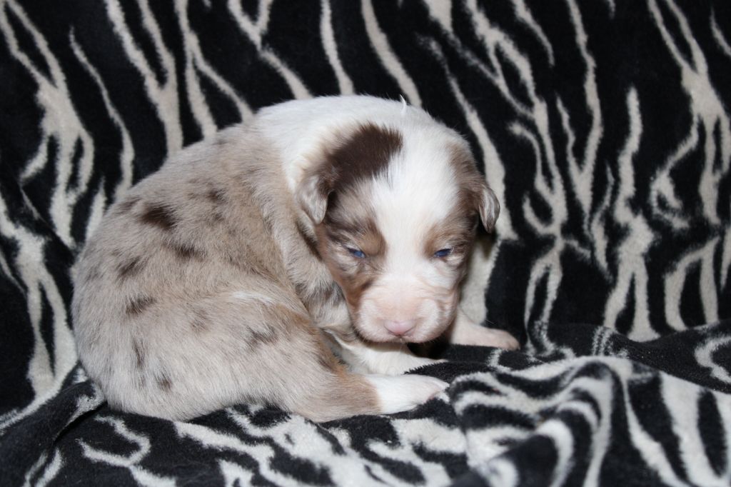 Good Spotted Paradise - Chiot disponible  - Berger Australien