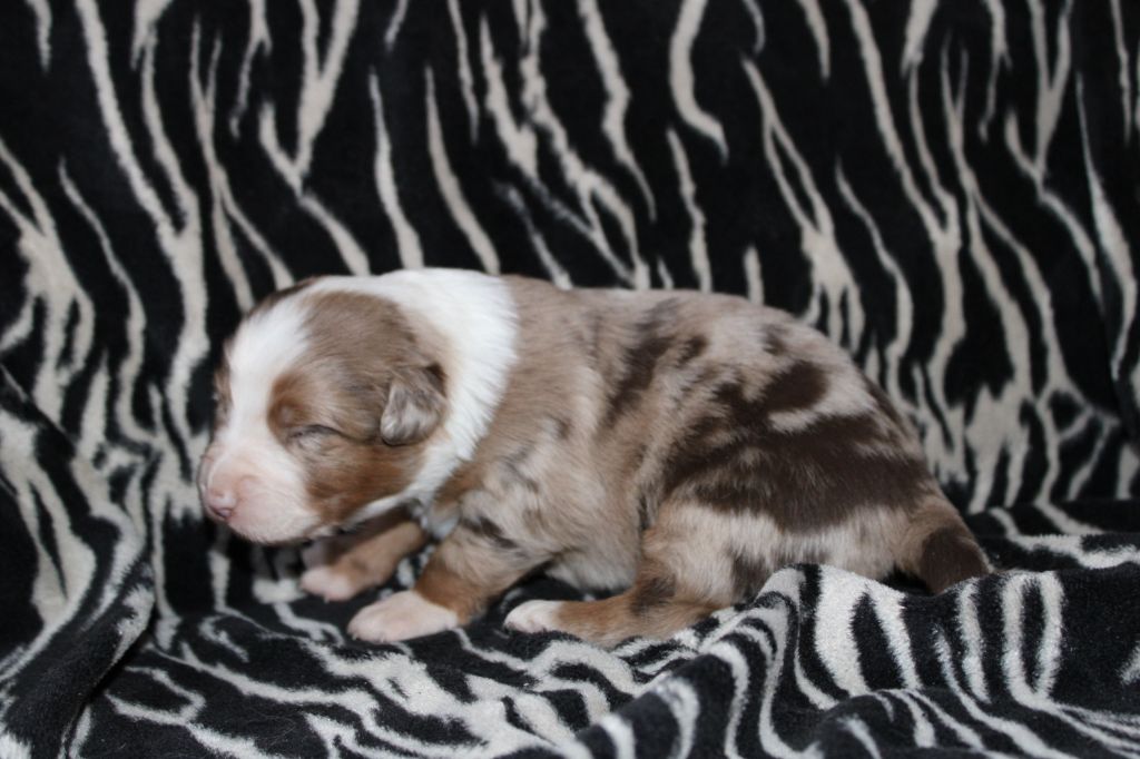 Good Spotted Paradise - Chiot disponible  - Berger Australien