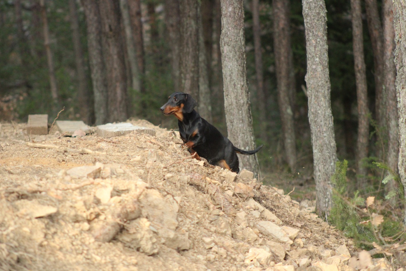 Vahina du Duncallipsy