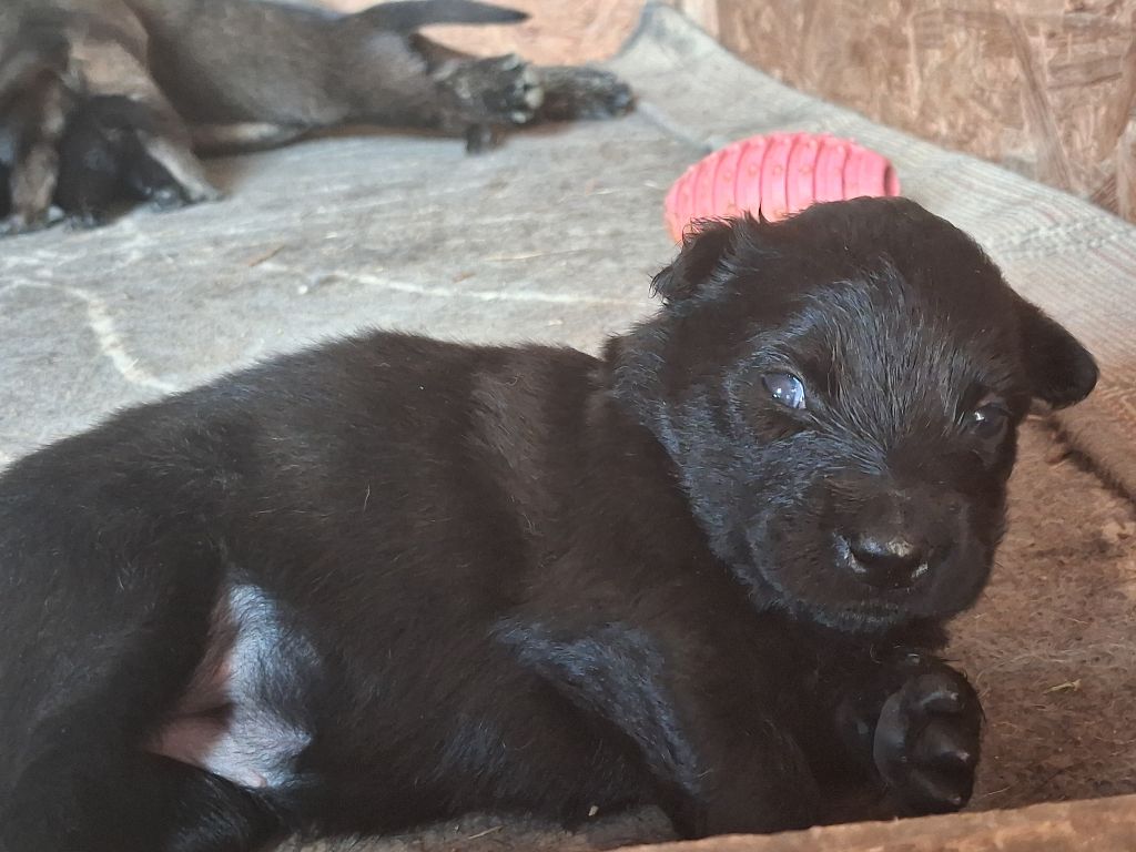 Good Spotted Paradise - Chiots disponibles - Berger hollandais