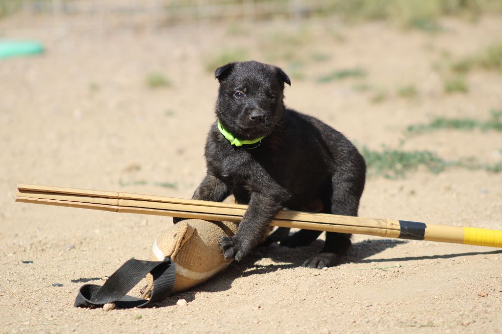 Good Spotted Paradise - Chiots disponibles - Berger hollandais