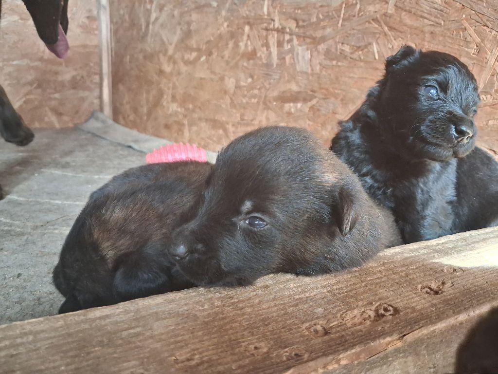 Good Spotted Paradise - Chiots disponibles - Berger hollandais