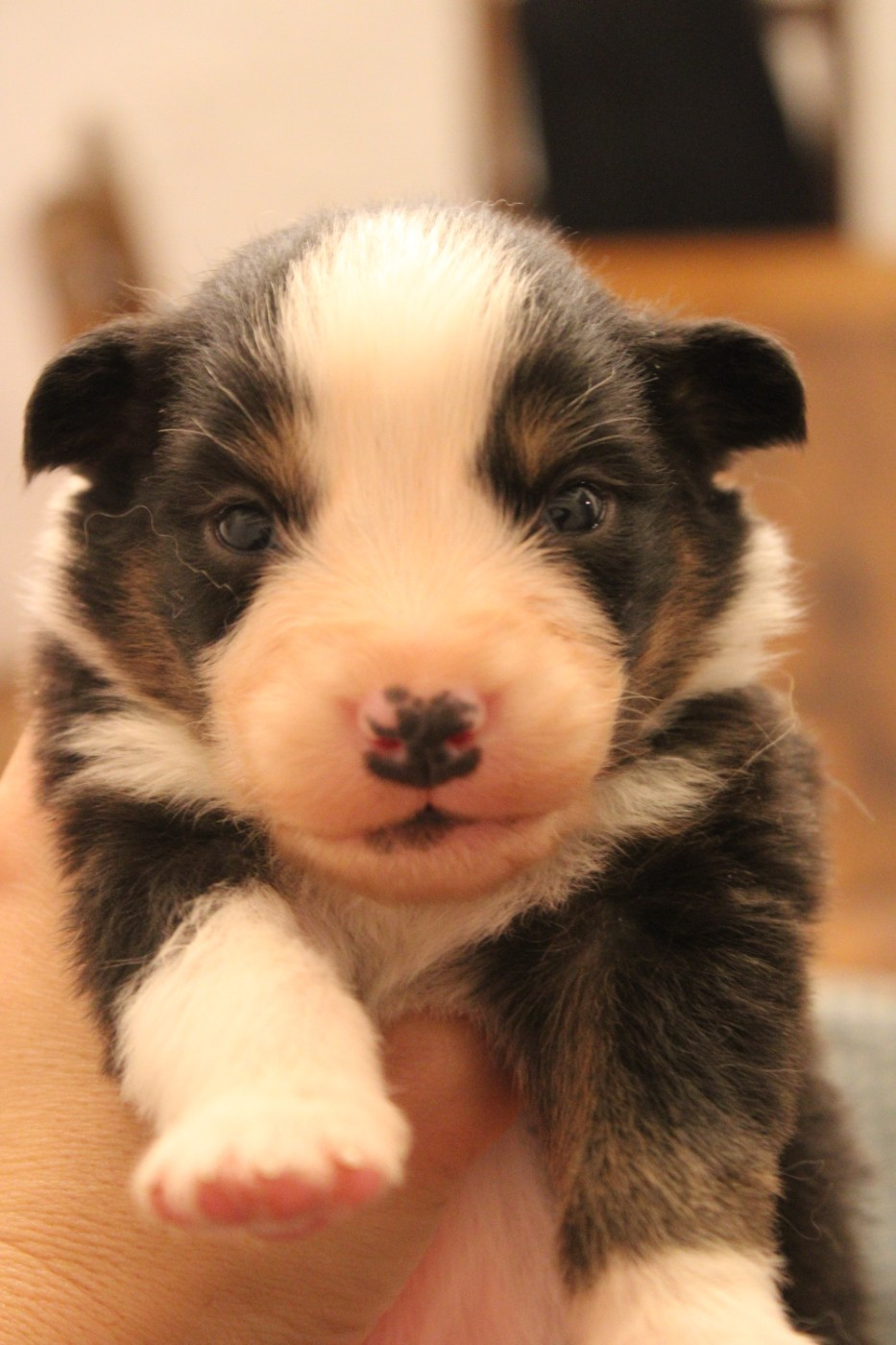 Good Spotted Paradise - Chiots disponibles - Berger Australien