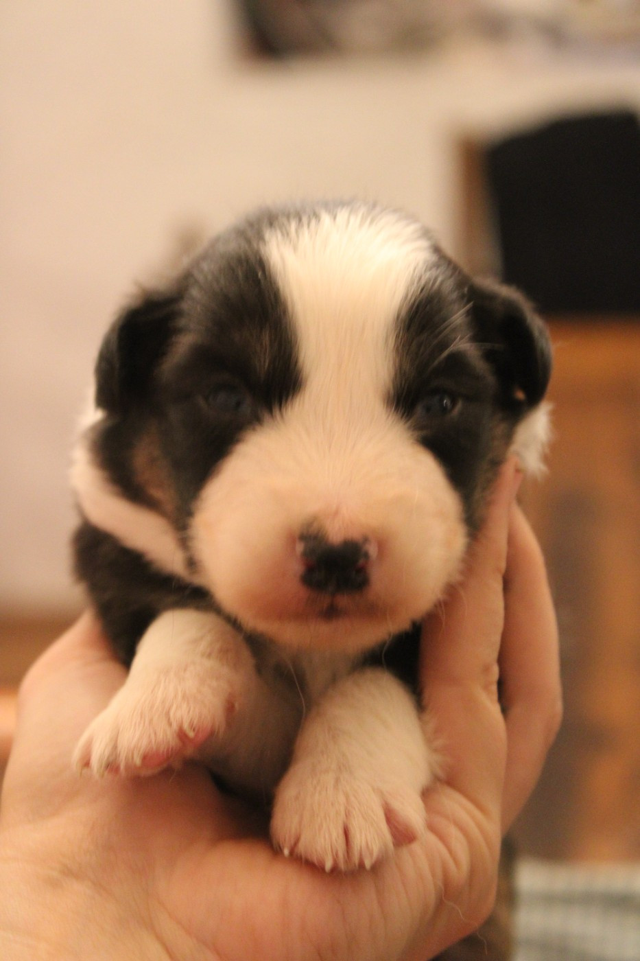 Good Spotted Paradise - Chiots disponibles - Berger Australien