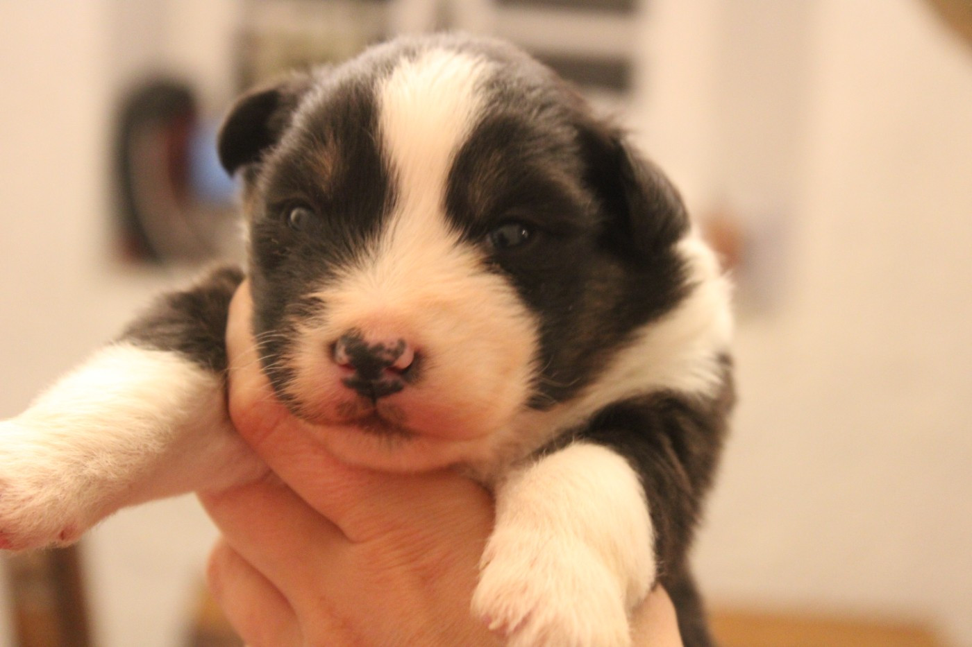 Good Spotted Paradise - Chiots disponibles - Berger Australien