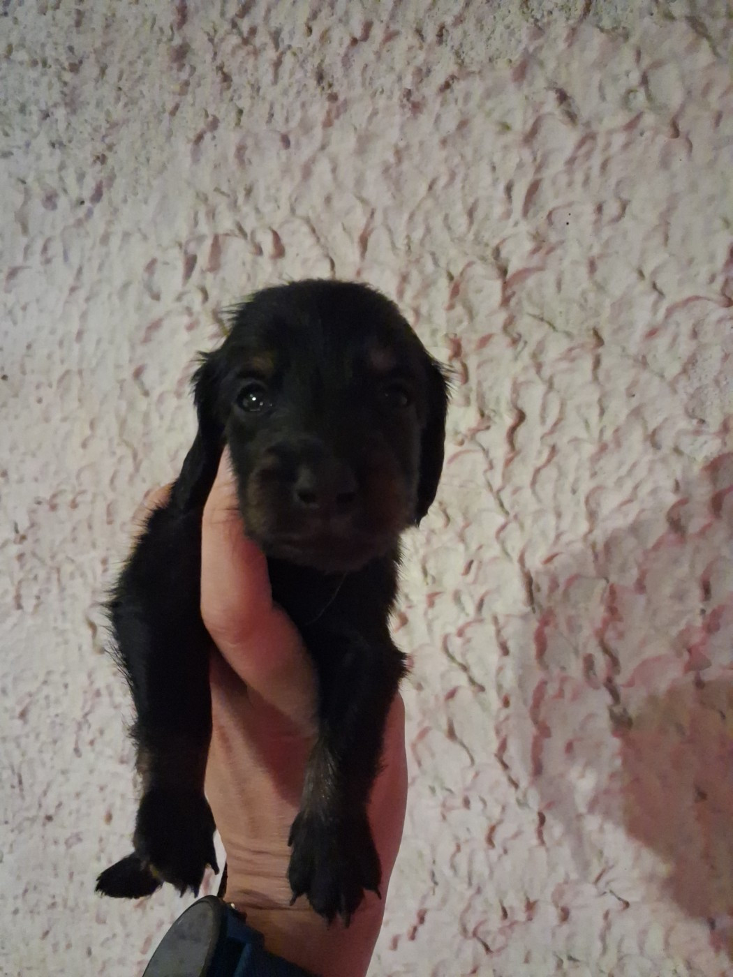 Good Spotted Paradise - Chiots disponibles - Teckel poil long