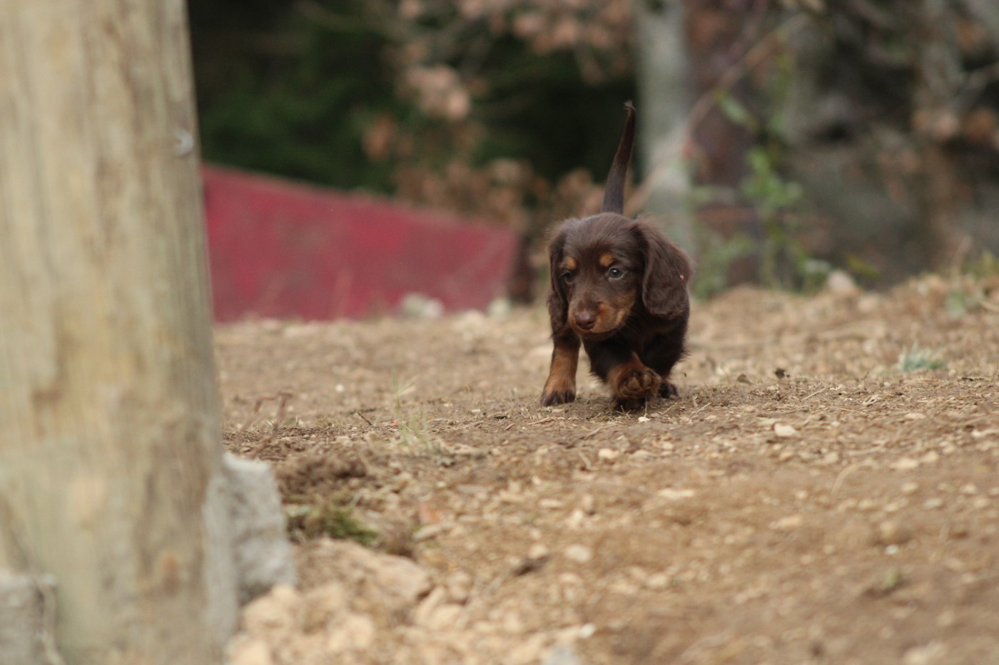 Good Spotted Paradise - Chiots disponibles - Teckel poil long