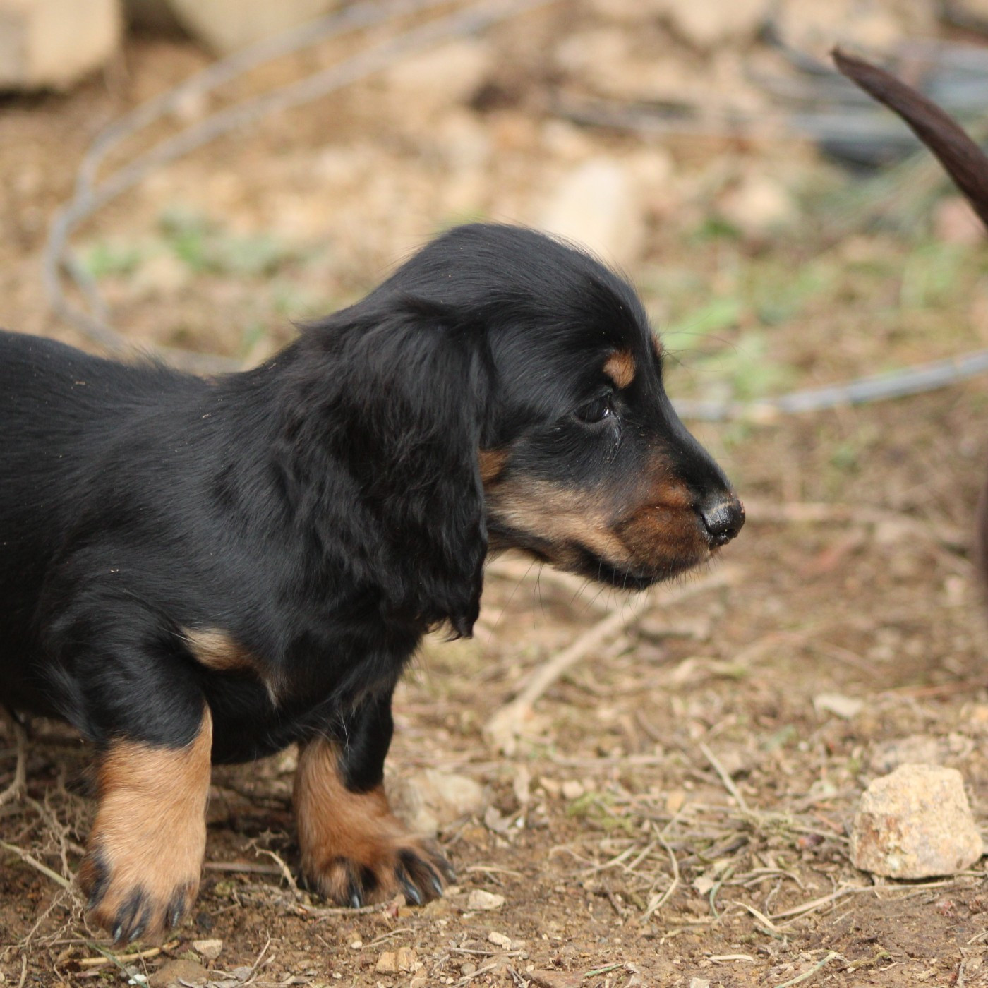 Good Spotted Paradise - Chiots disponibles - Teckel poil long