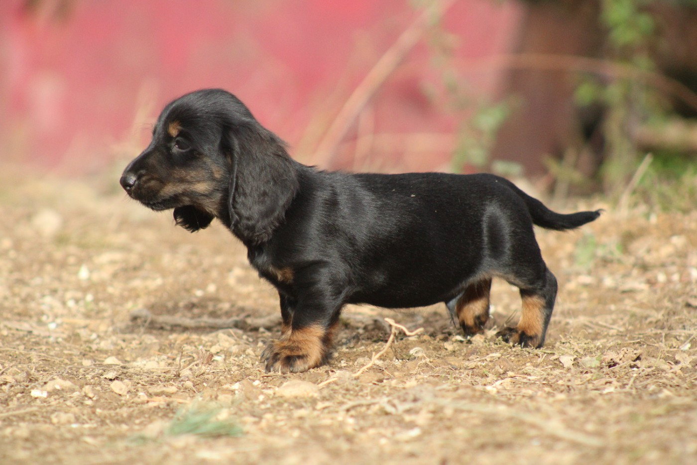 Good Spotted Paradise - Chiots disponibles - Teckel poil long