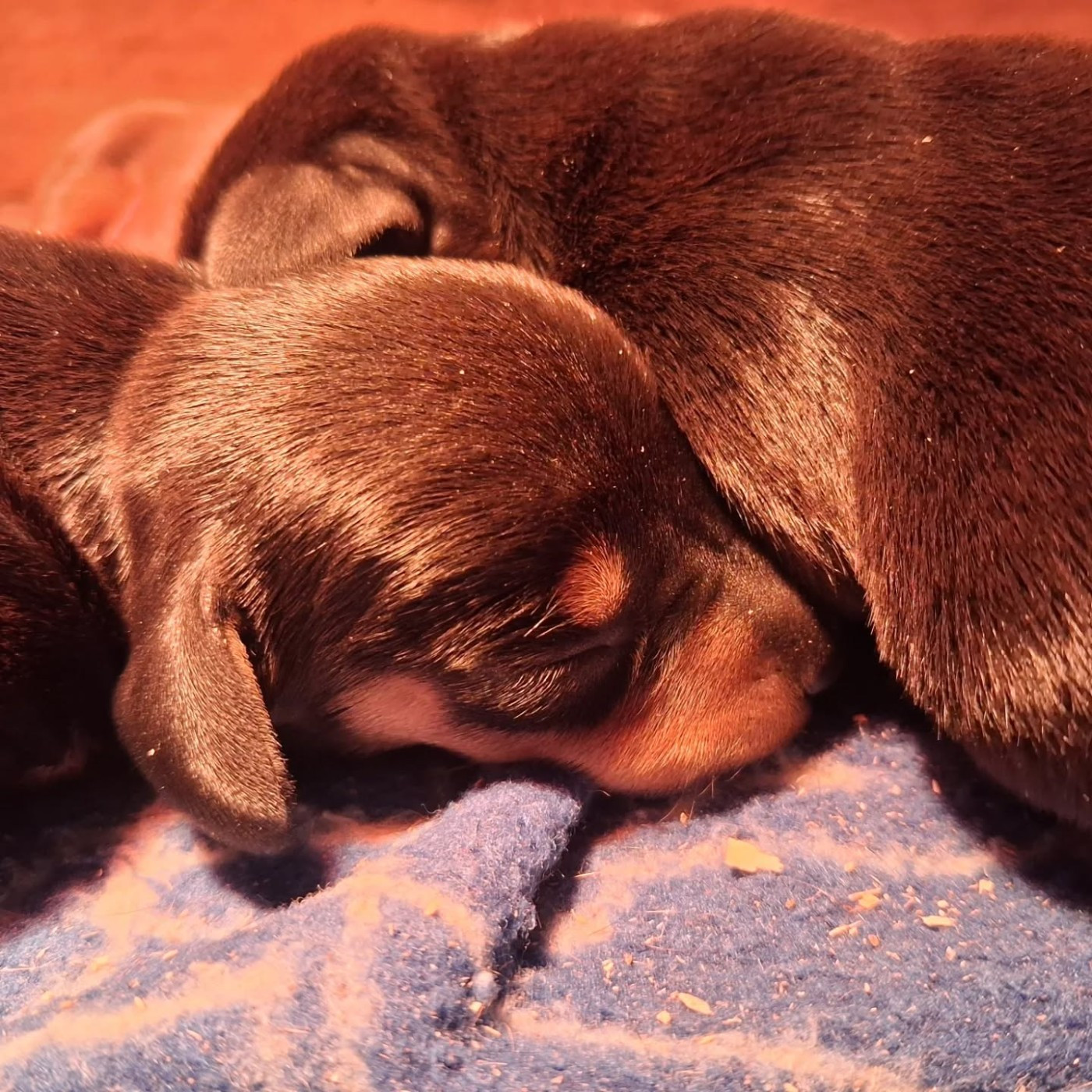 Good Spotted Paradise - Chiots disponibles - Teckel poil ras