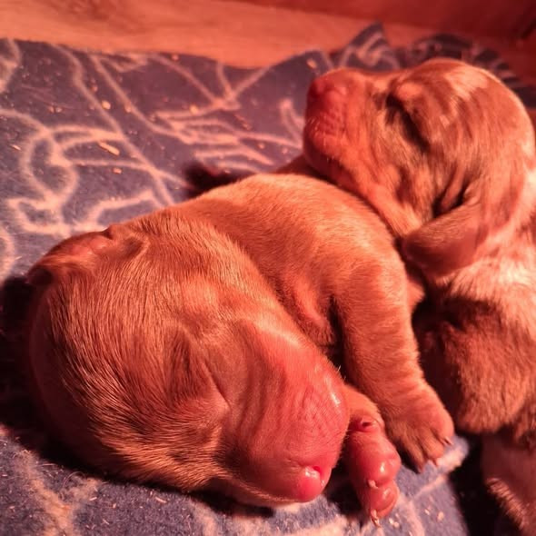 Good Spotted Paradise - Chiots disponibles - Teckel poil ras