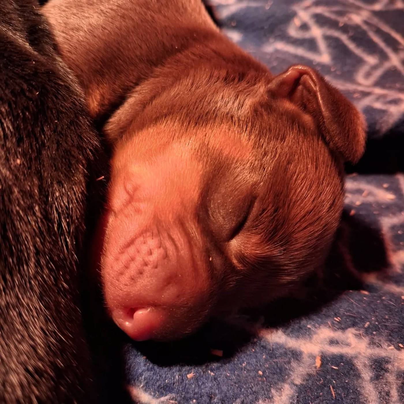 Good Spotted Paradise - Chiots disponibles - Teckel poil ras