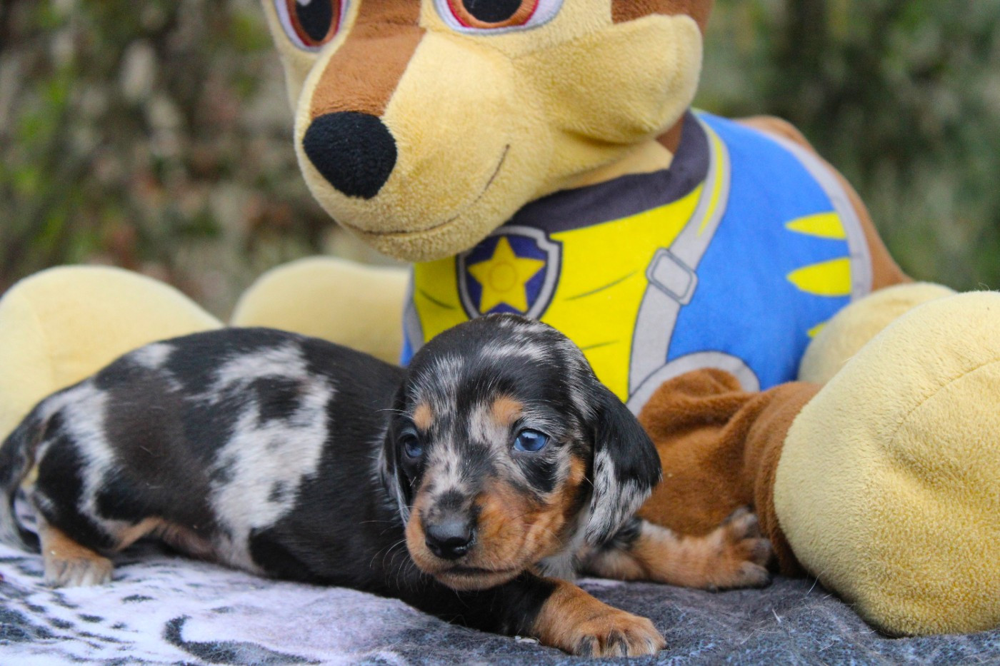 Good Spotted Paradise - Teckel poil ras - Portée née le 14/01/2026