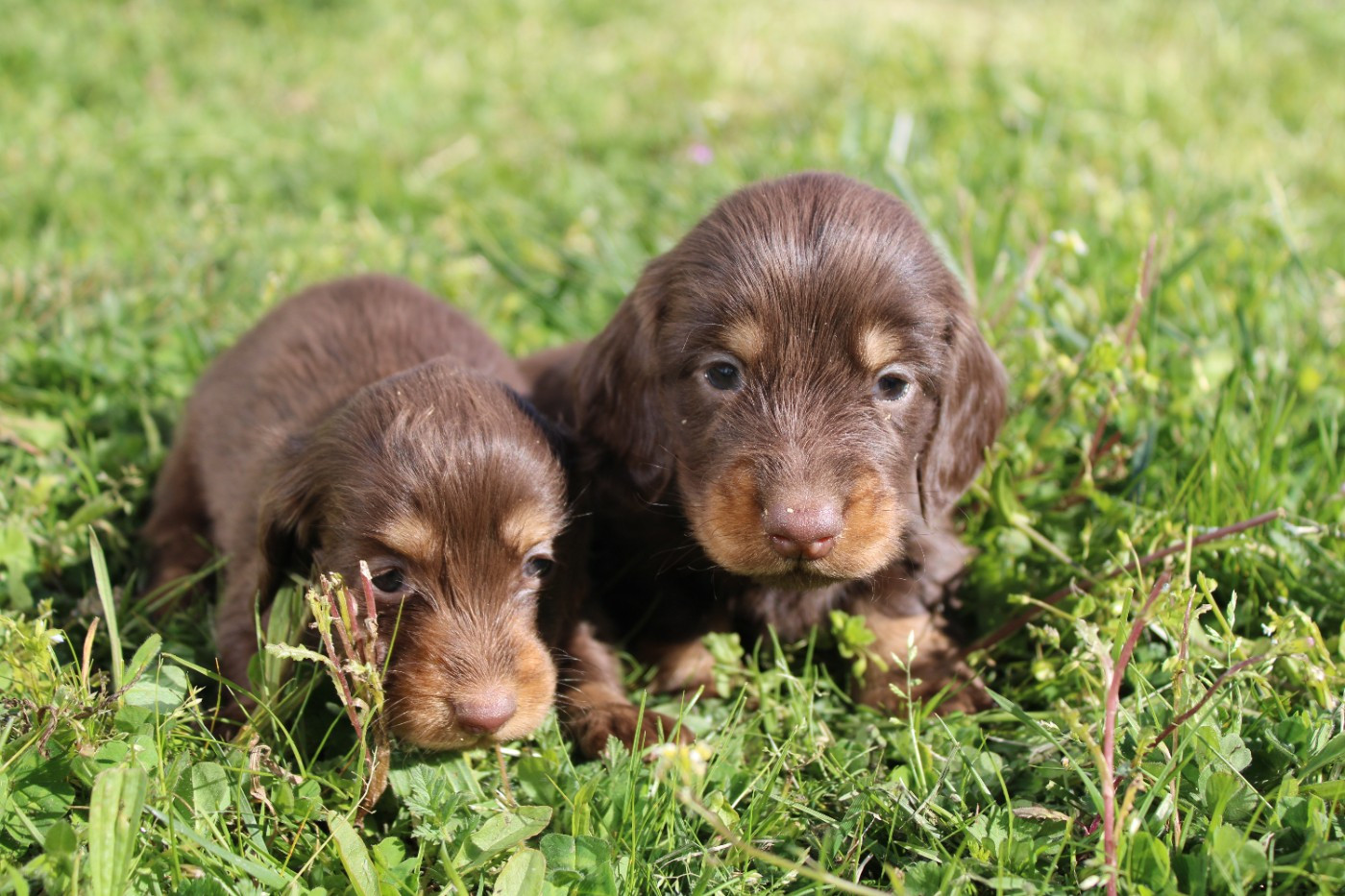 Good Spotted Paradise - Chiots disponibles - Teckel poil long