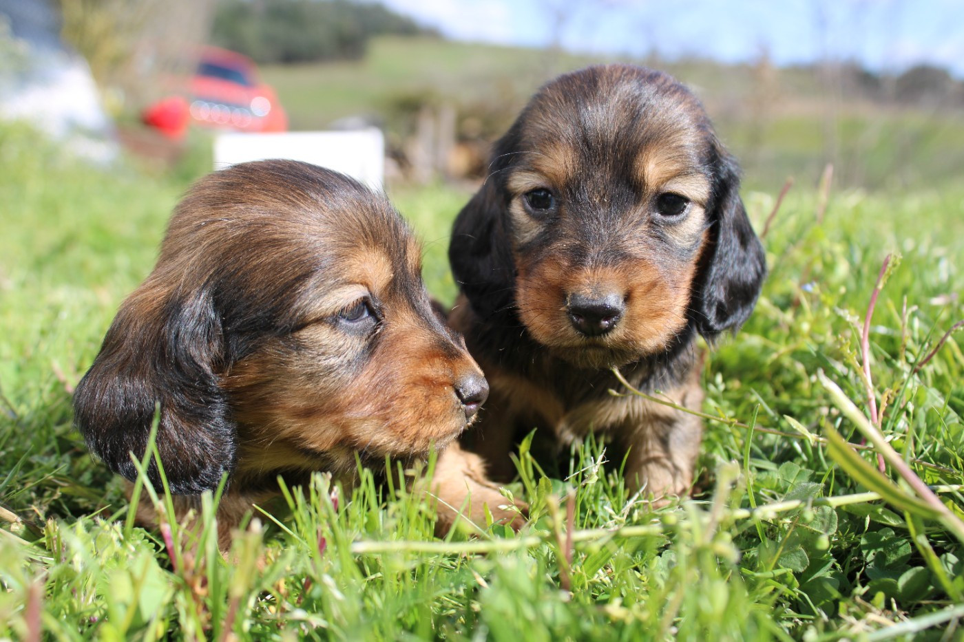 Good Spotted Paradise - Chiots disponibles - Teckel poil long