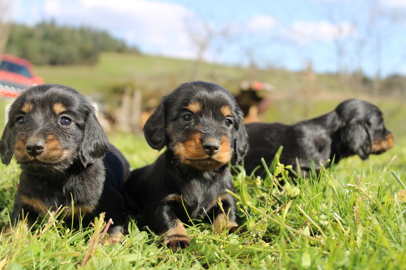 Good Spotted Paradise - Chiots disponibles - Teckel poil long