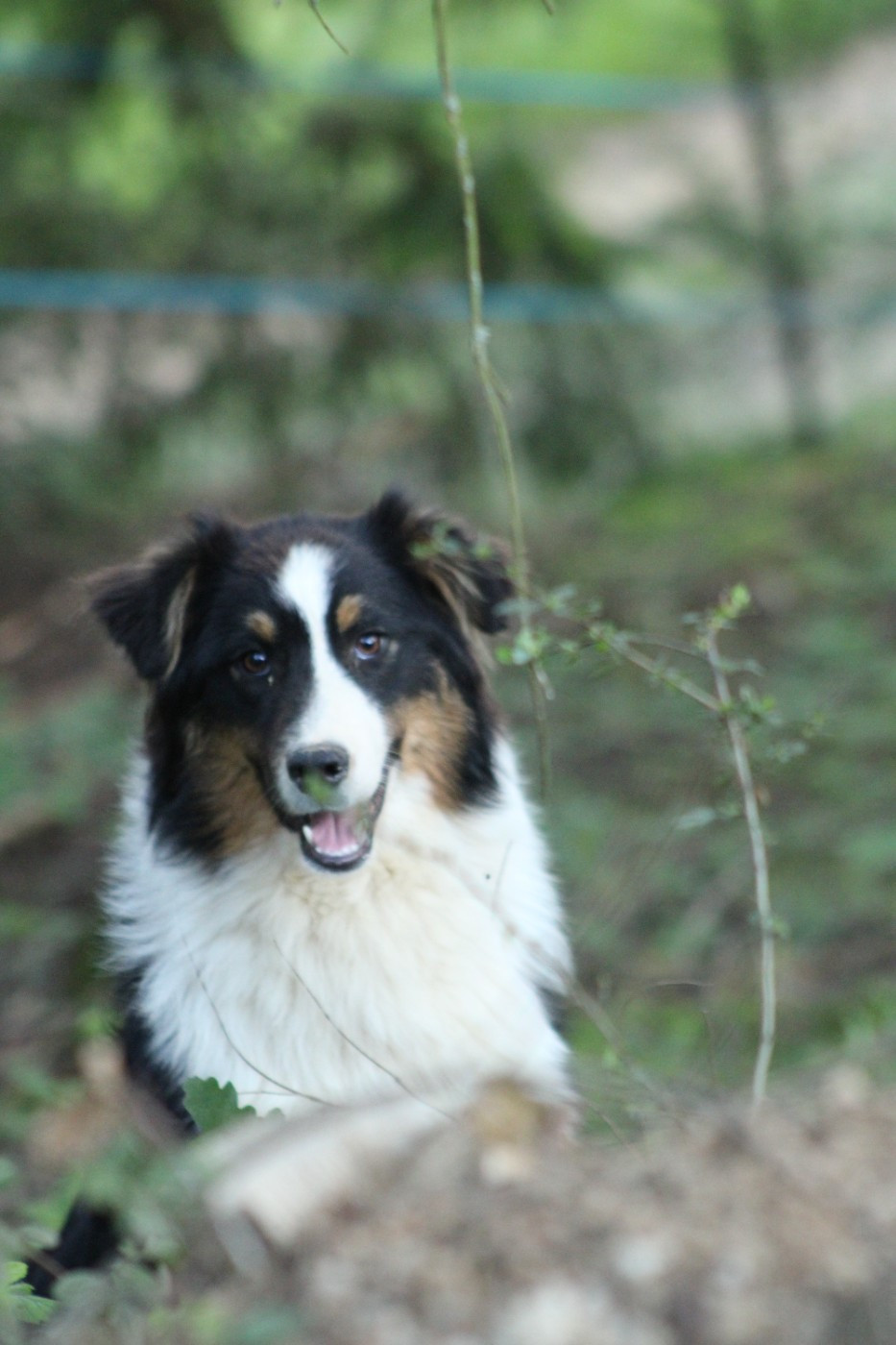 Good Spotted Paradise - Chiots disponibles - Berger Australien