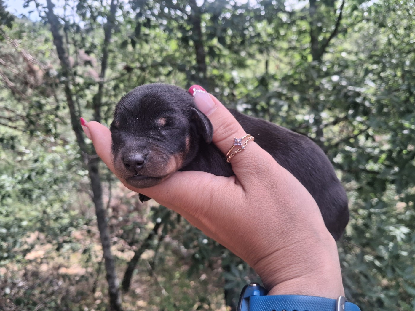 Good Spotted Paradise - Chiots disponibles - Teckel poil ras