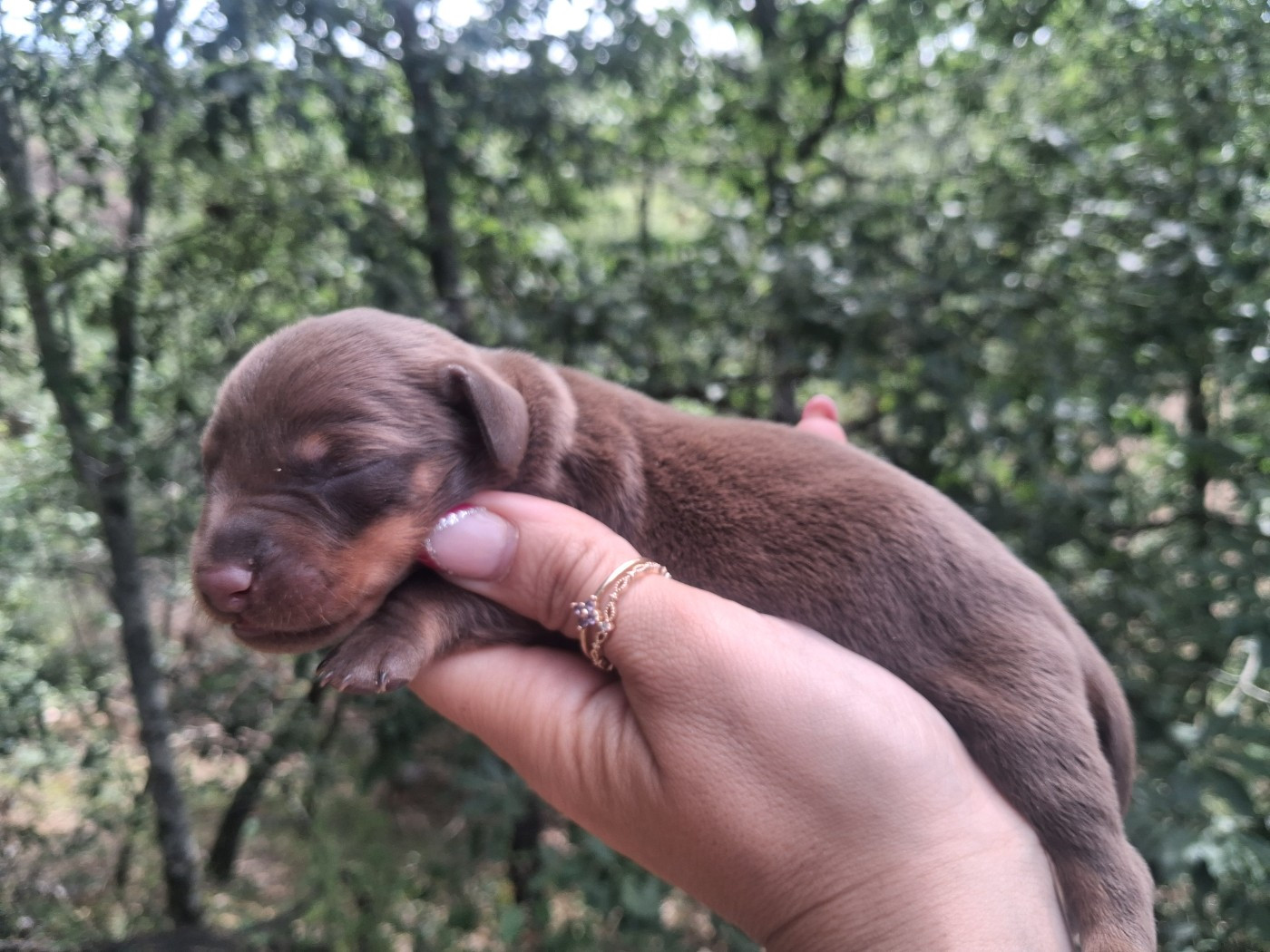 Good Spotted Paradise - Chiots disponibles - Teckel poil ras
