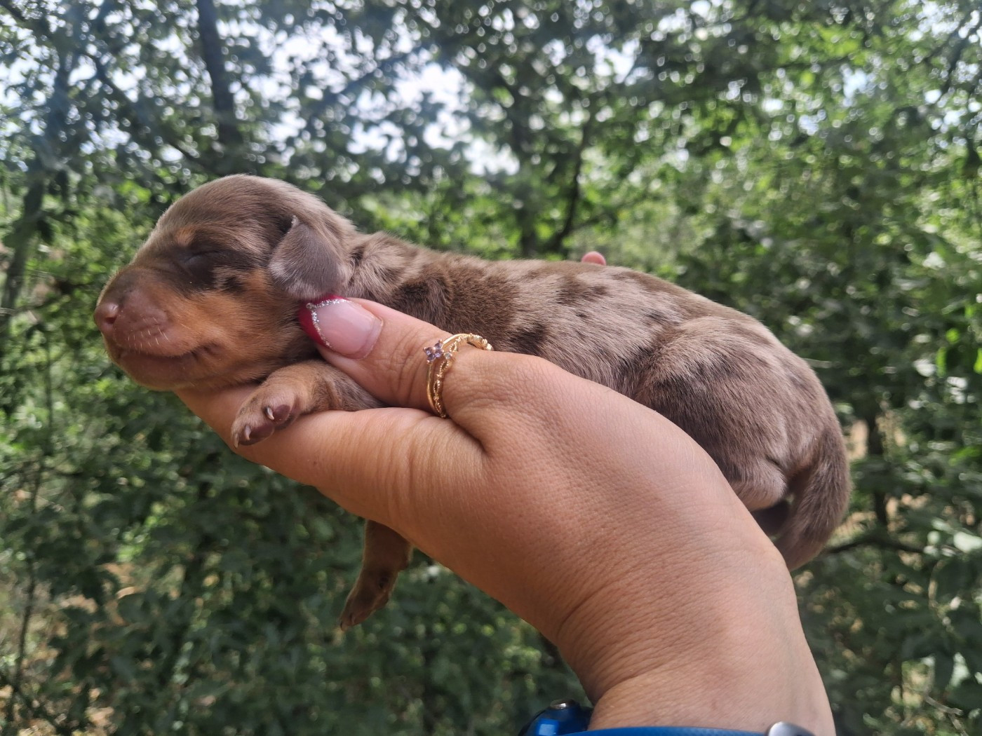 Good Spotted Paradise - Chiots disponibles - Teckel poil ras
