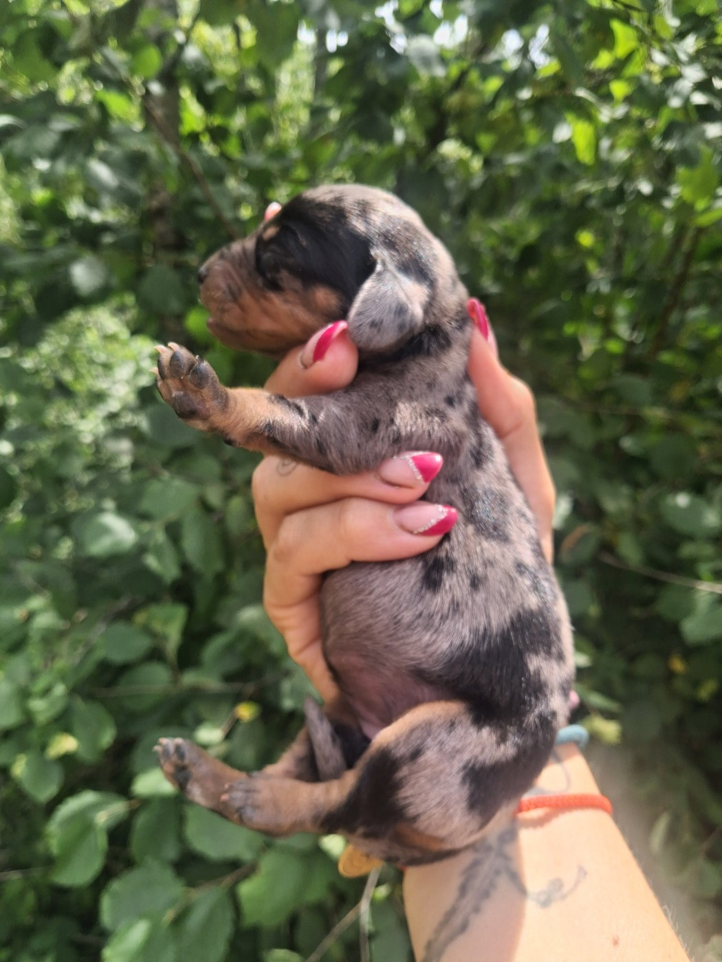 Good Spotted Paradise - Chiots disponibles - Teckel poil ras