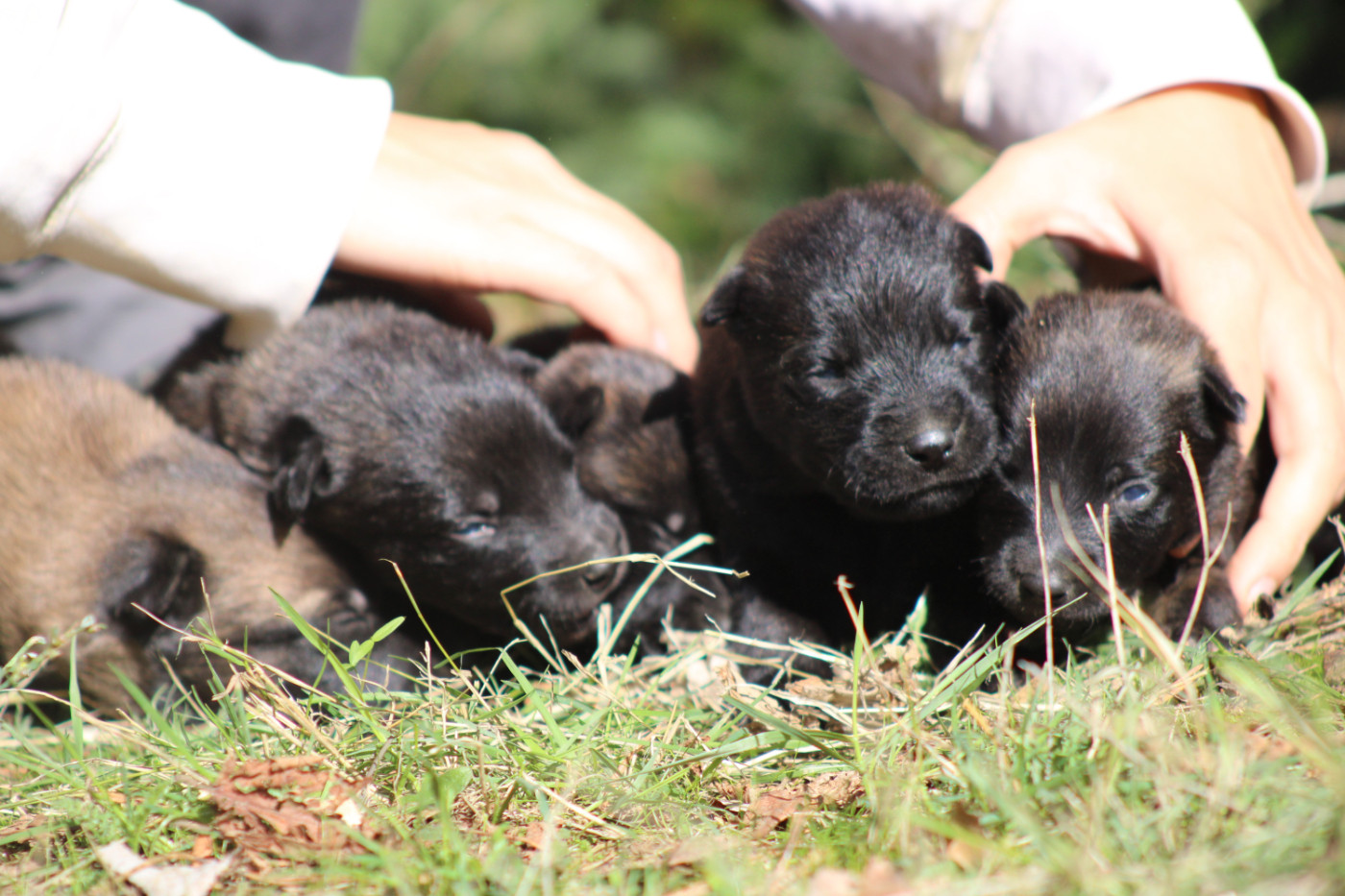 Good Spotted Paradise - Chiots disponibles - Berger hollandais
