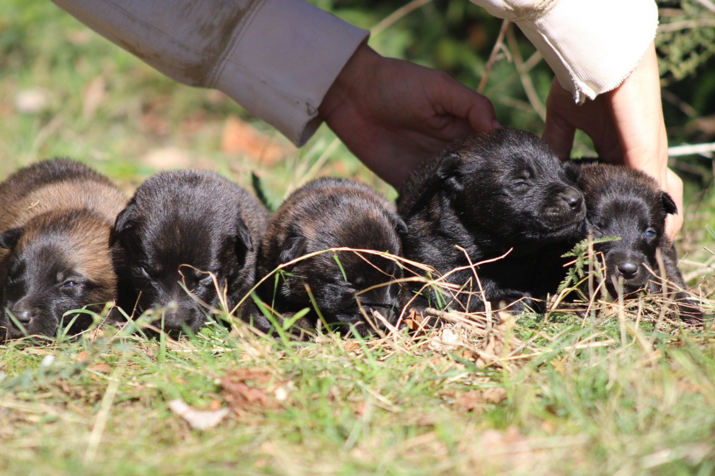 Good Spotted Paradise - Chiots disponibles - Berger hollandais