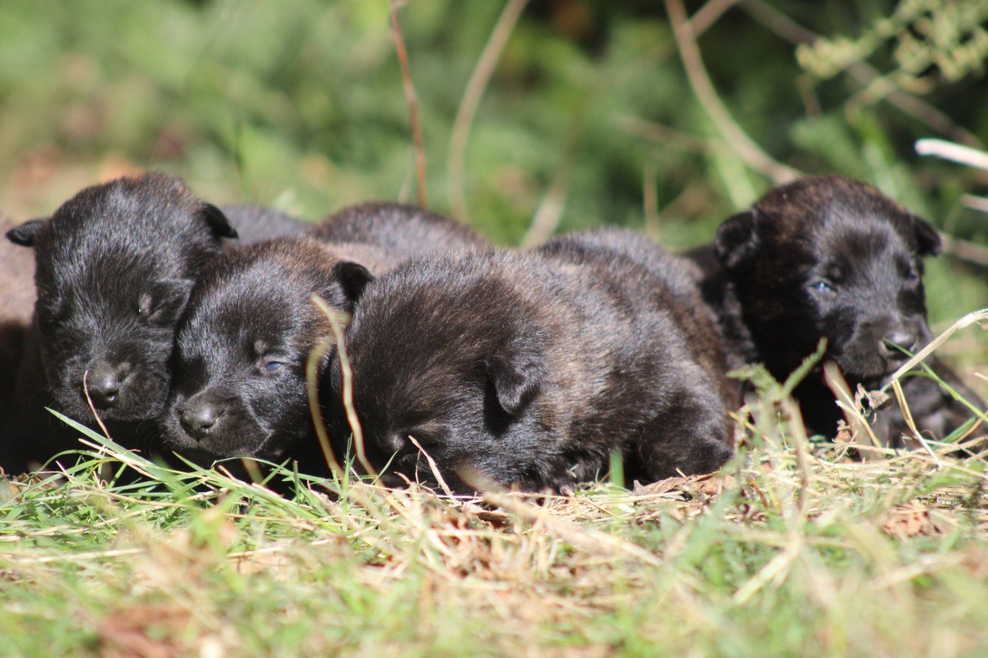 Good Spotted Paradise - Chiots disponibles - Berger hollandais