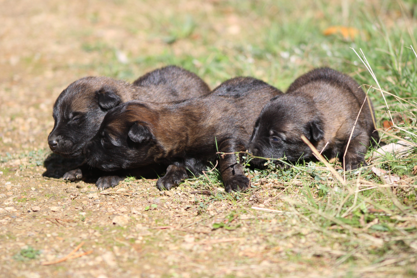 Good Spotted Paradise - Chiots disponibles - Berger hollandais