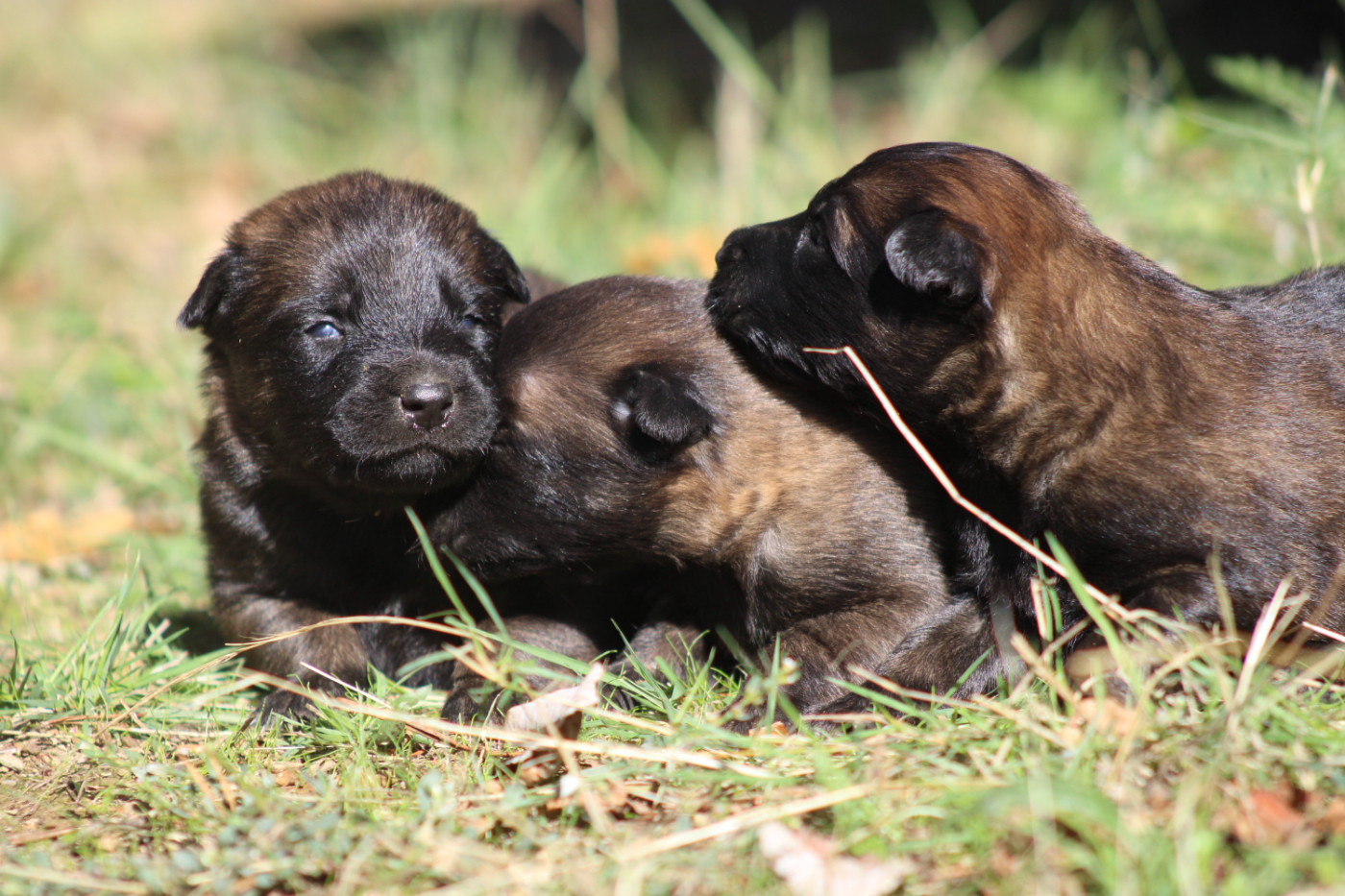 Good Spotted Paradise - Chiots disponibles - Berger hollandais