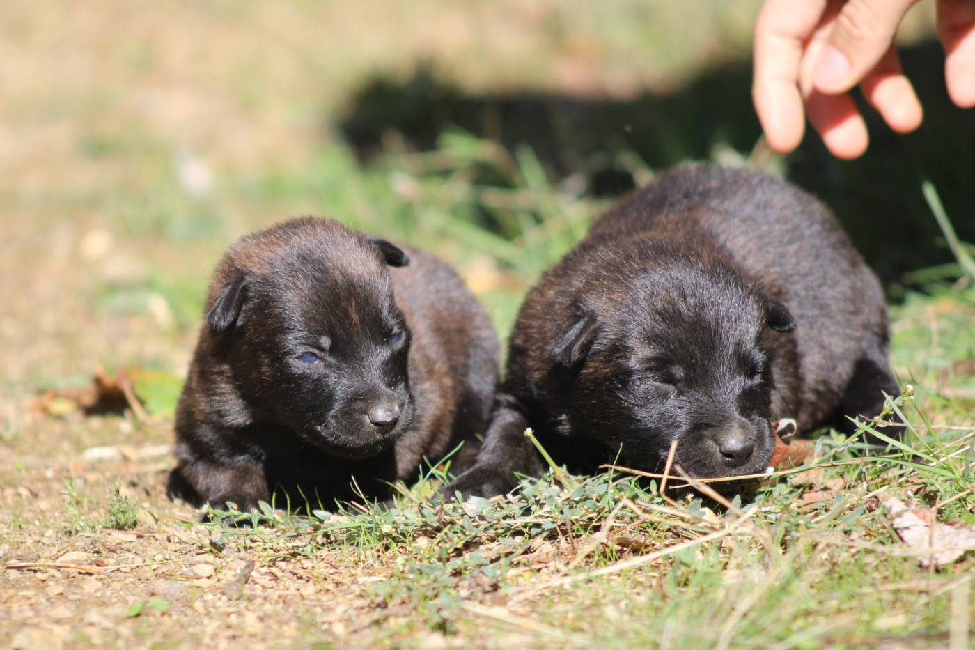 Good Spotted Paradise - Chiots disponibles - Berger hollandais