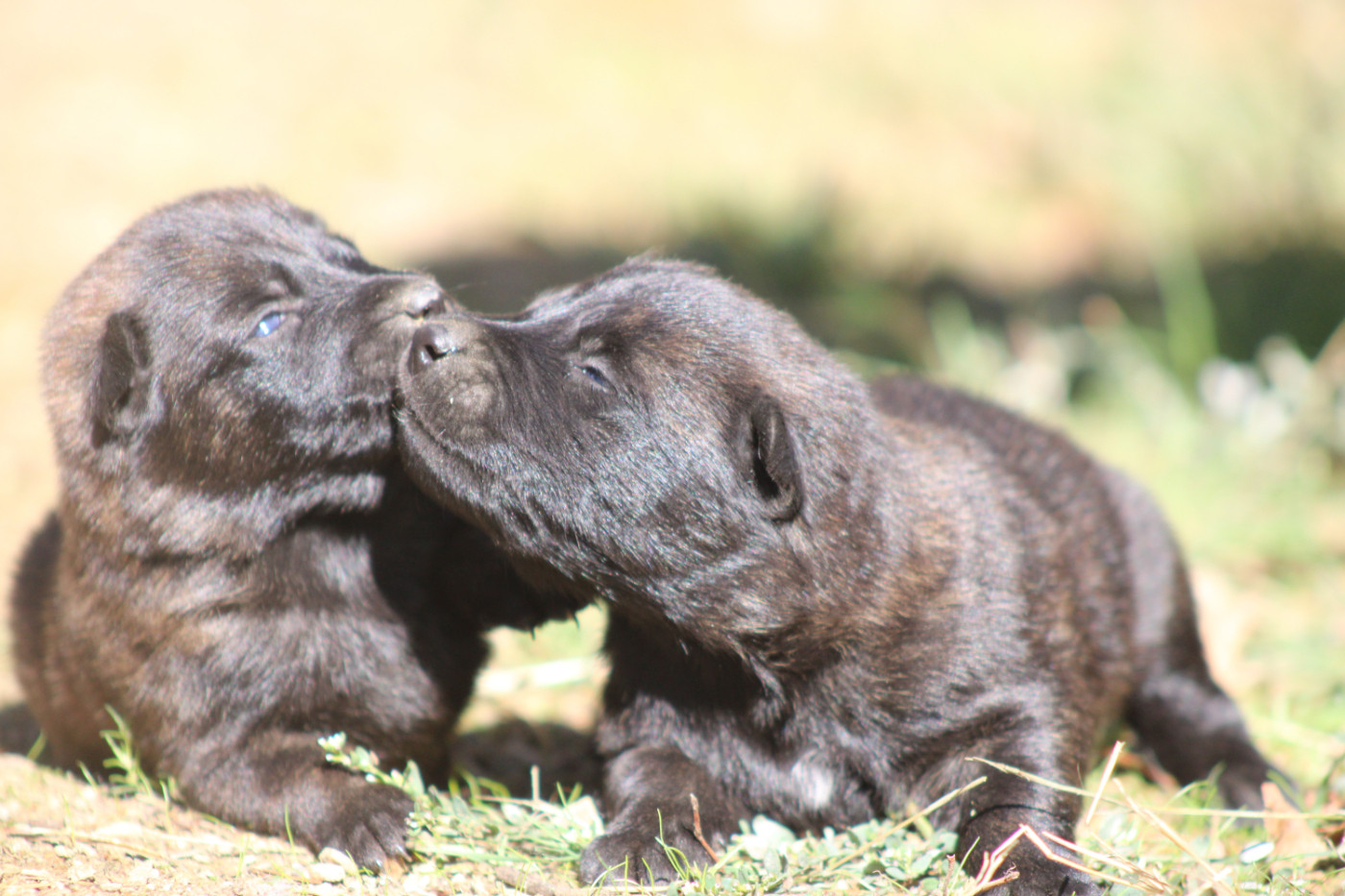 Good Spotted Paradise - Chiots disponibles - Berger hollandais