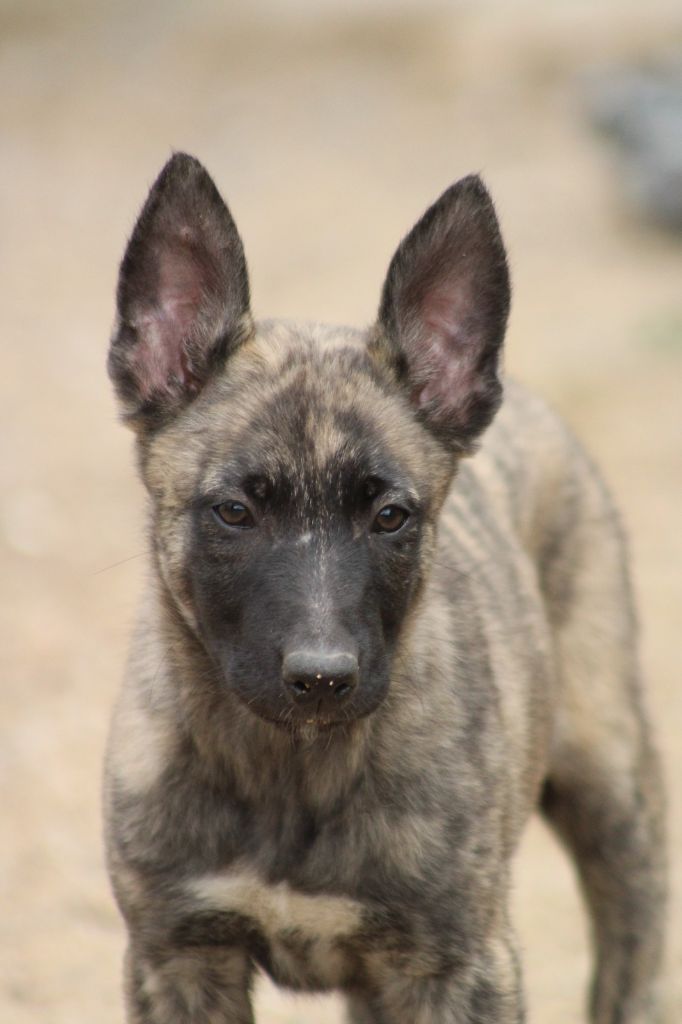 Good Spotted Paradise - Chiots disponibles - Berger hollandais