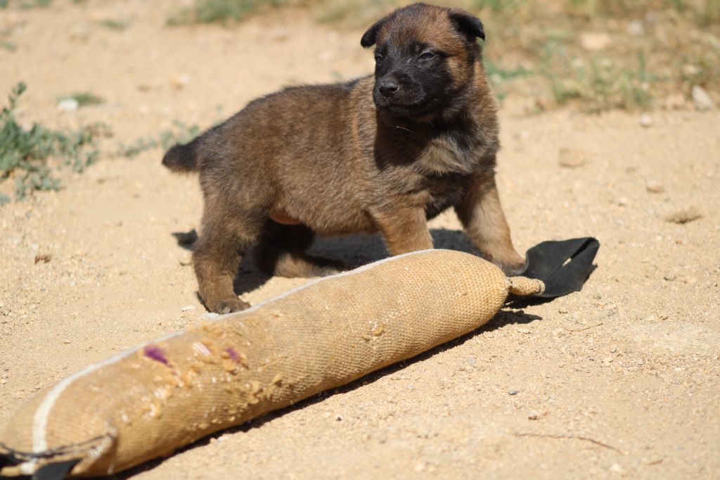 Good Spotted Paradise - Chiots disponibles - Berger hollandais