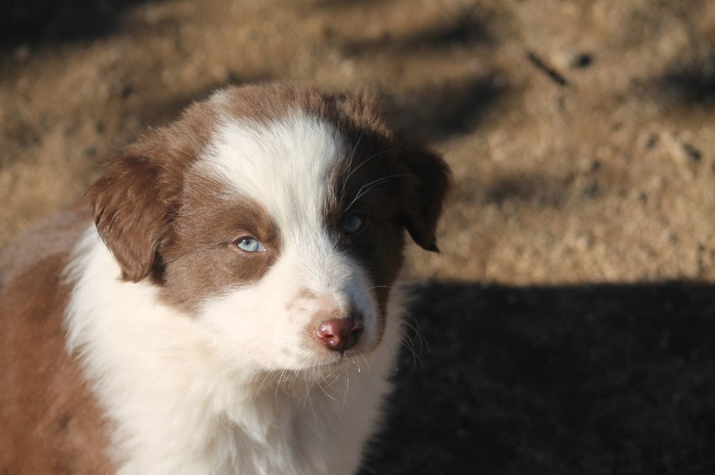 Good Spotted Paradise - Berger Australien - Portée née le 02/10/2023