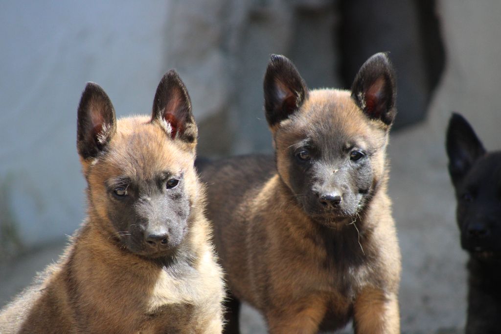 Good Spotted Paradise - Chiots disponibles - Berger hollandais