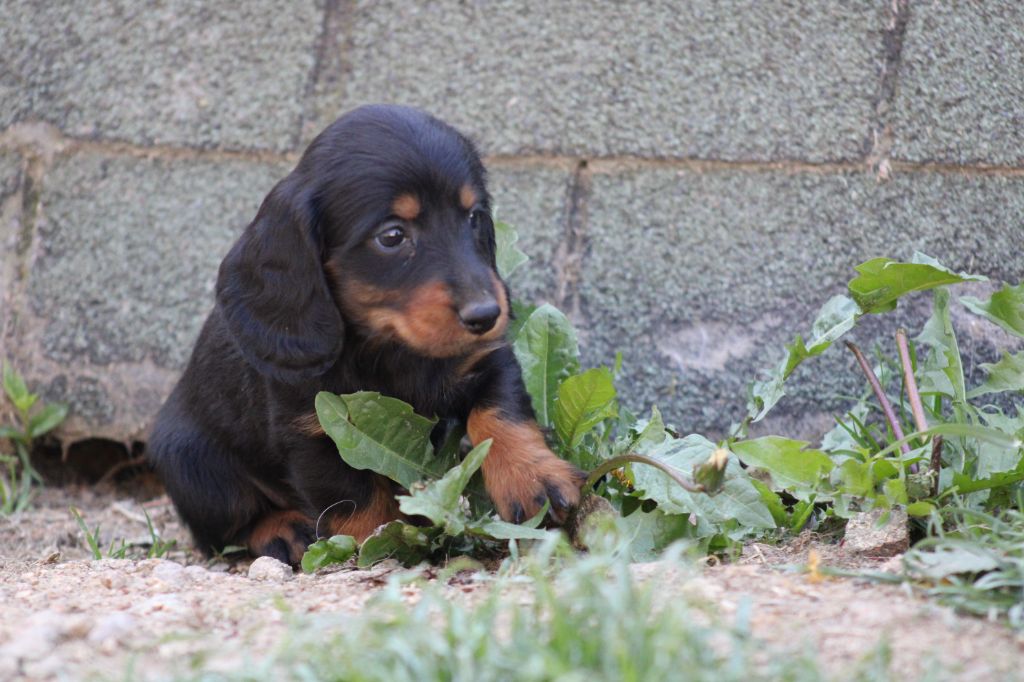 Good Spotted Paradise - Chiots disponibles - Teckel poil long