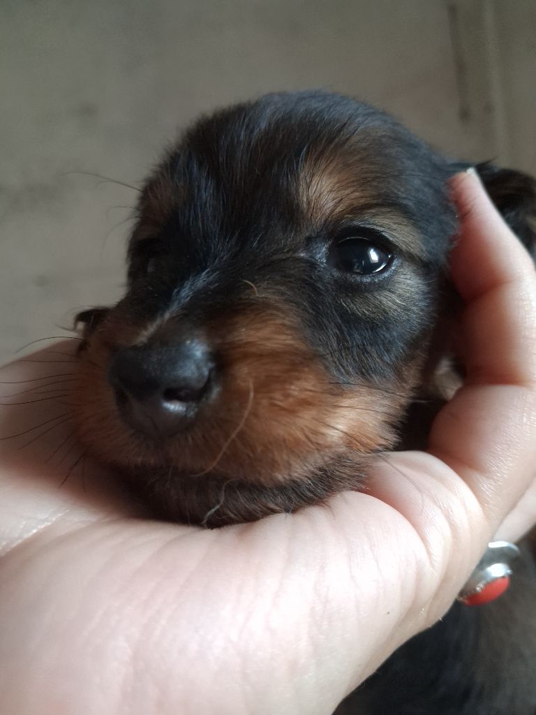 Good Spotted Paradise - Chiots disponibles - Teckel poil long