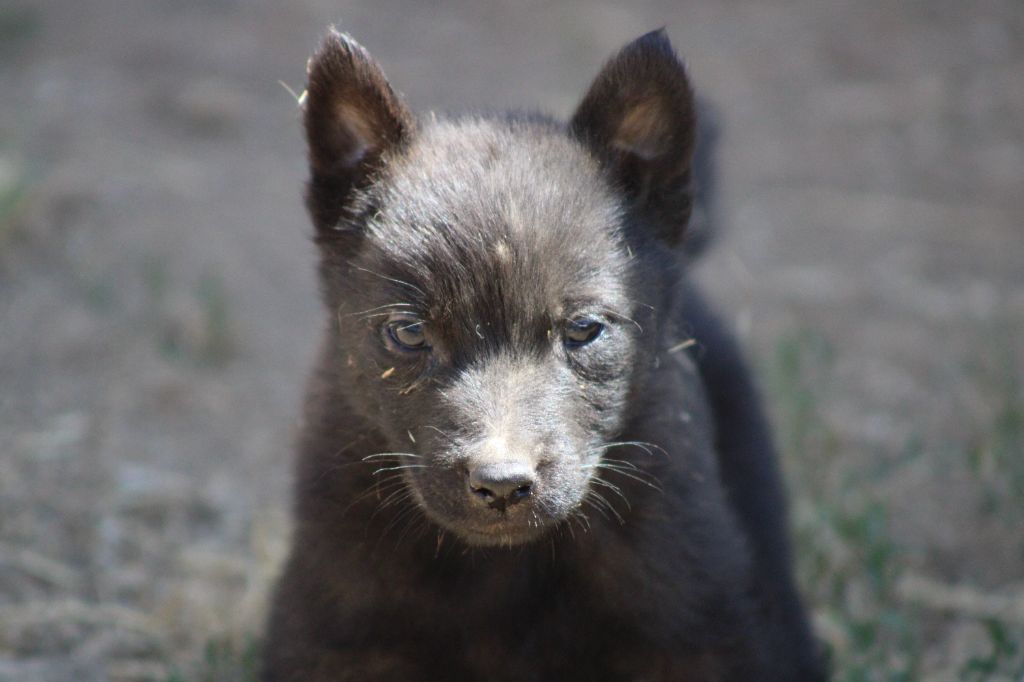 Good Spotted Paradise - Chiots disponibles - Berger hollandais
