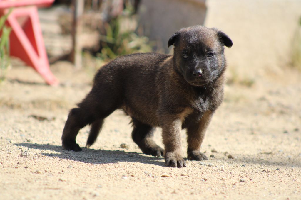Good Spotted Paradise - Chiots disponibles - Berger hollandais