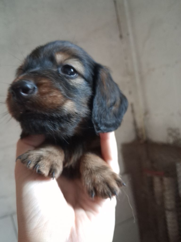 Good Spotted Paradise - Chiots disponibles - Teckel poil long