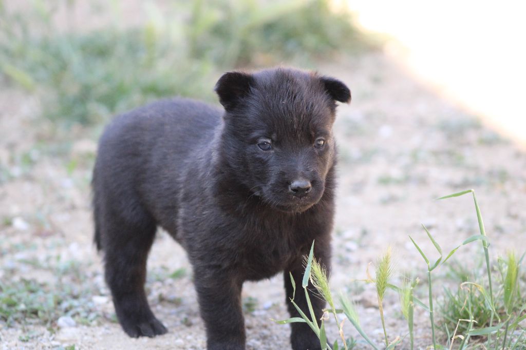 Good Spotted Paradise - Chiots disponibles - Berger hollandais