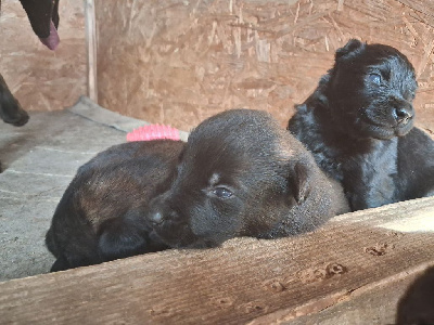 CHIOT