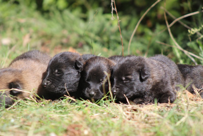 Chiot N°2