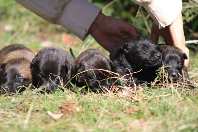Chiot N°3