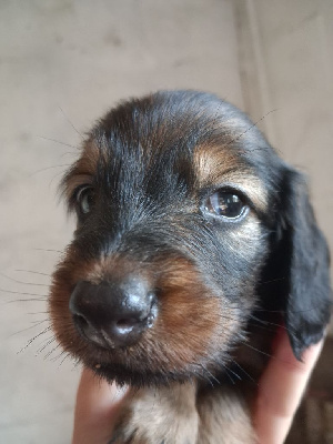 Fauve
