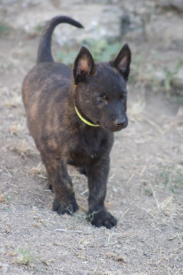CHIOT